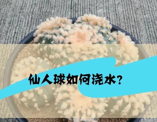 仙人球如何养大？有哪些技巧可以使其生长更快？