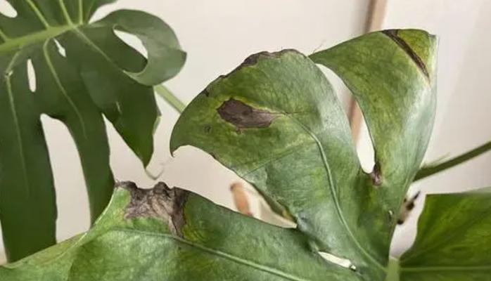 水培植物叶子发黄的处理方法是什么？