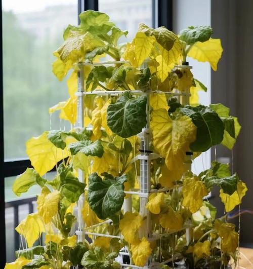 水培植物叶子发黄的处理方法是什么？