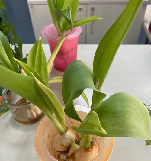 水培植物叶子发黄的处理方法是什么？