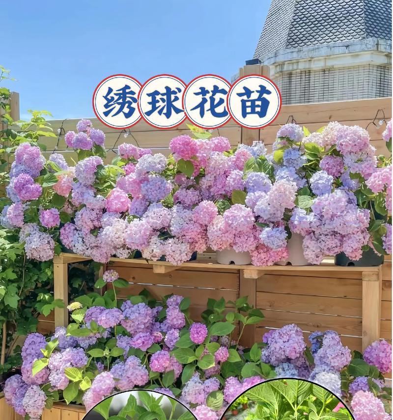 绣球品种推荐有哪些？绣球的种植和养护技巧是什么？
