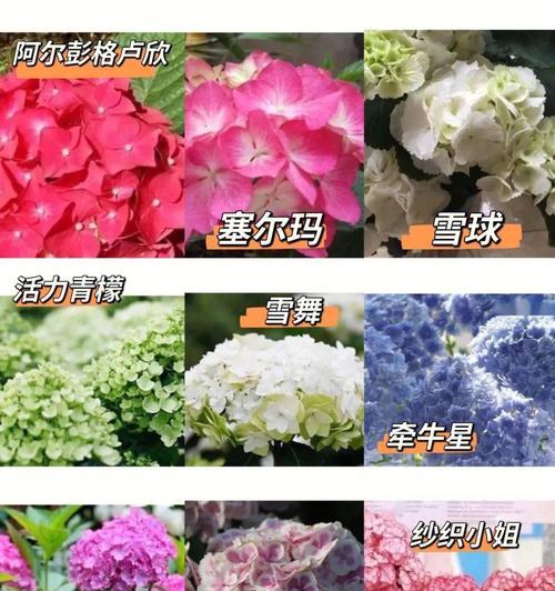 绣球品种推荐有哪些？绣球的种植和养护技巧是什么？