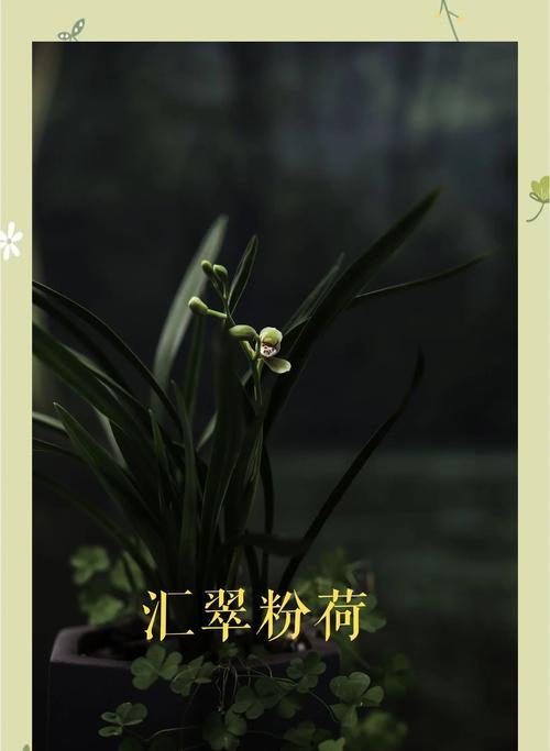水生花草有哪些？如何在家中打造水生植物景观？