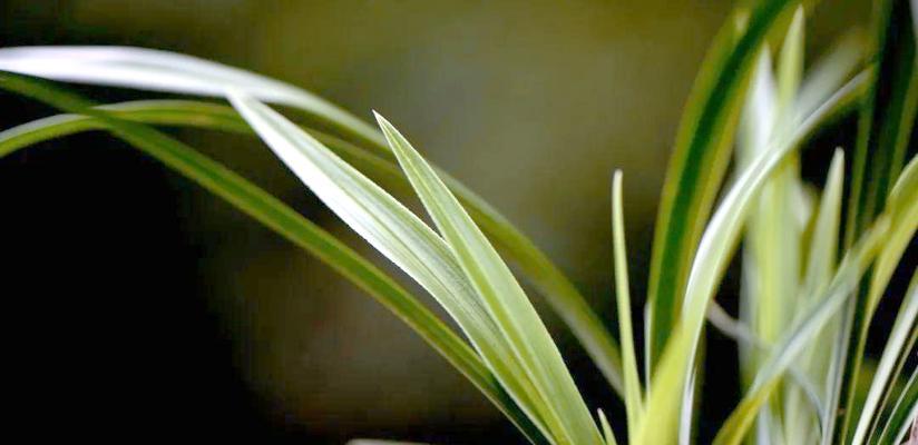 兰花施肥指南：什么肥料最适合兰花？