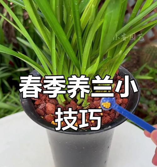 兰花施肥指南：什么肥料最适合兰花？