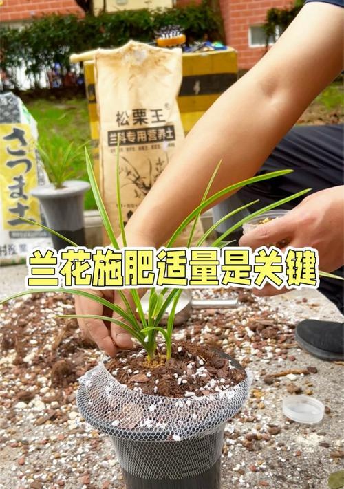 兰花施肥指南：什么肥料最适合兰花？