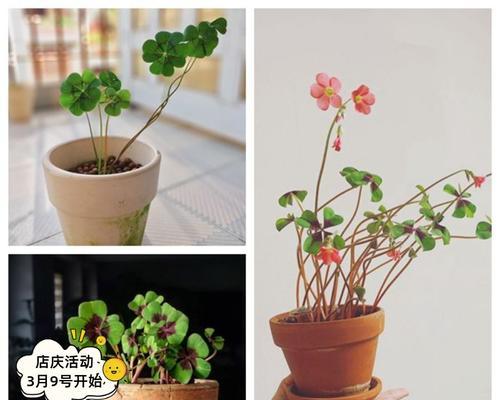 幸运草的最佳种植时间是什么时候？