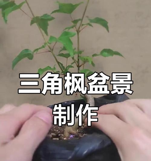 盆景制作的步骤和技巧是什么？