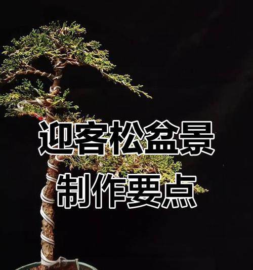 盆景制作的步骤和技巧是什么？