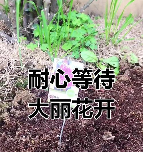 大丽花不发芽的原因及解决方法有哪些？