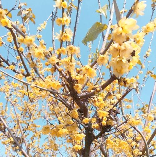 冬天有哪些花卉开放？它们的耐寒性如何？