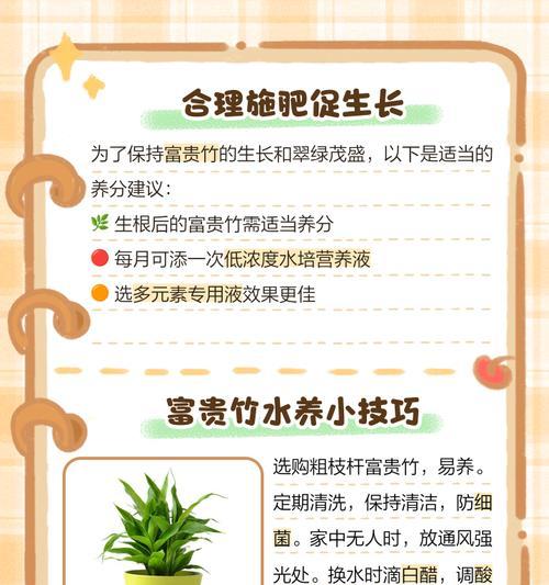 富贵竹不长根怎么办？如何促进根系生长？