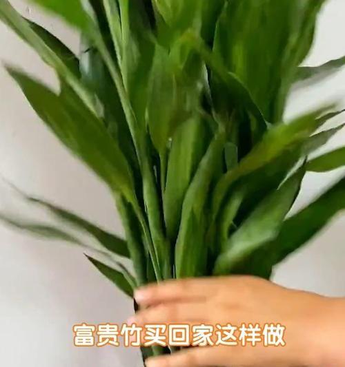 富贵竹不长根怎么办？如何促进根系生长？