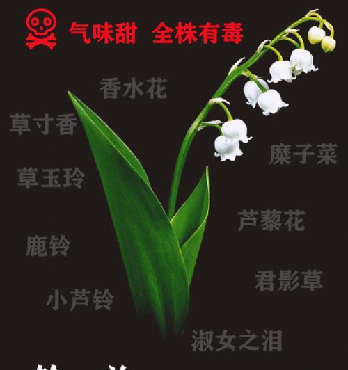 铃兰花的花语和象征意义是什么？