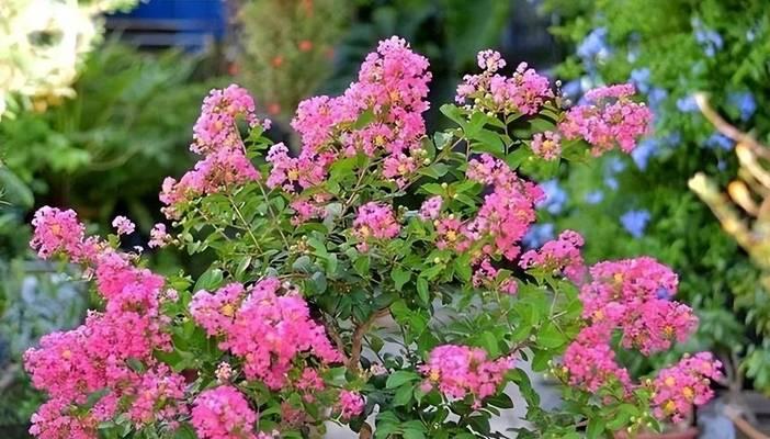 夏季开什么花最常见？