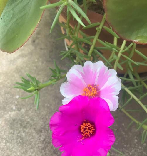 夏季开什么花最常见？