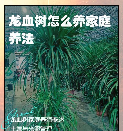 龙血树的养殖技巧和注意事项是什么？