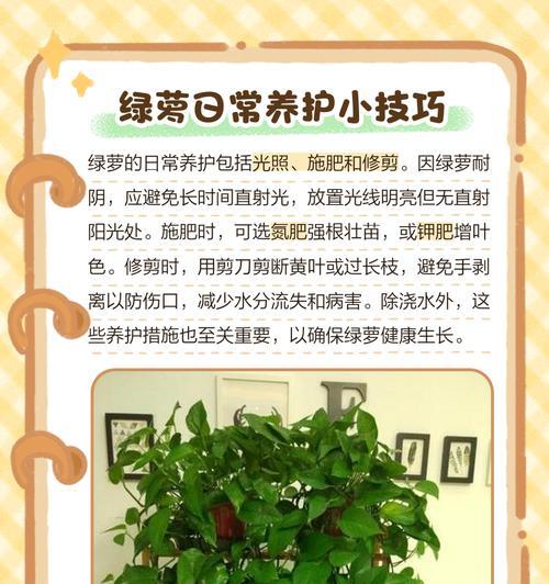 水养绿萝用什么肥料？如何正确给水养绿萝施肥？