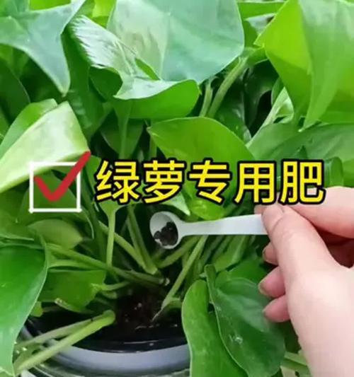 水养绿萝用什么肥料？如何正确给水养绿萝施肥？