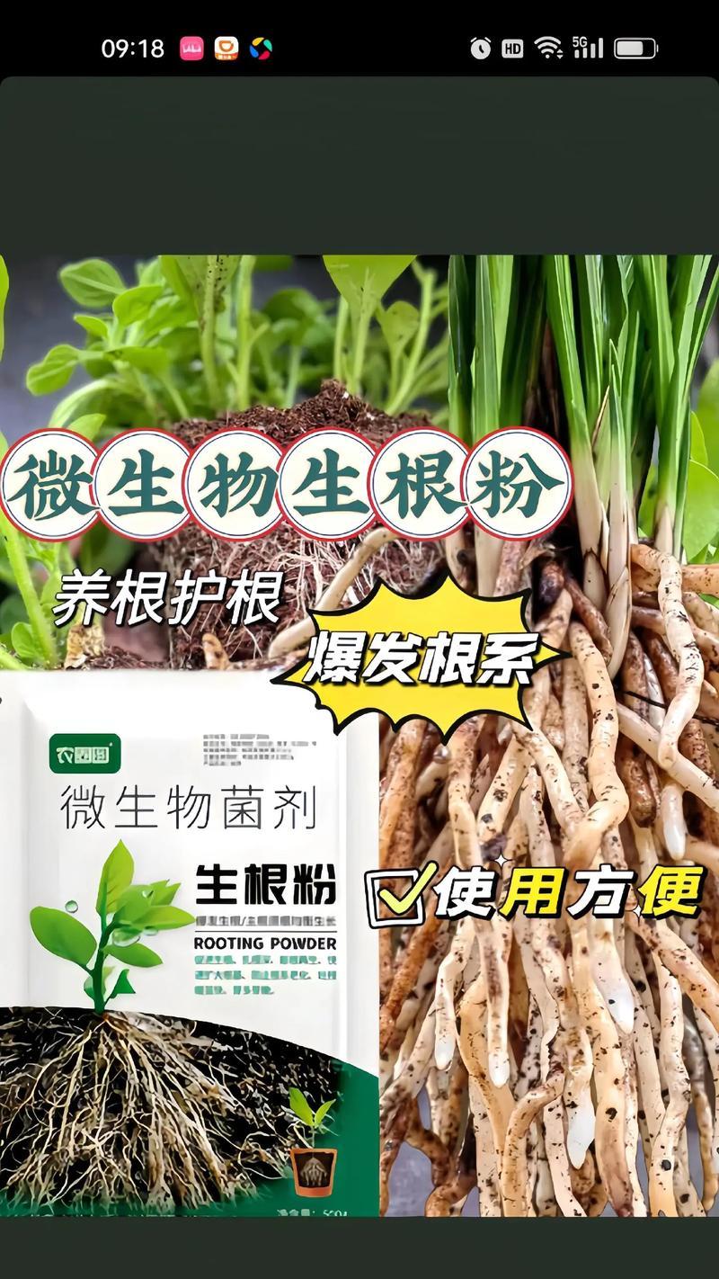 月季根系发达的方法是什么？