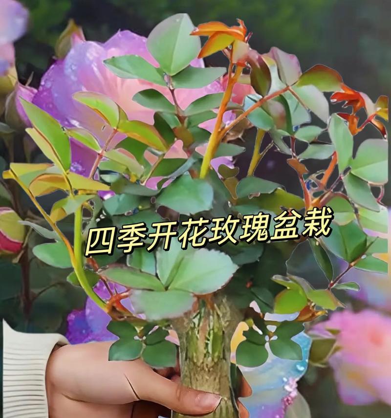 月季根系发达的方法是什么？