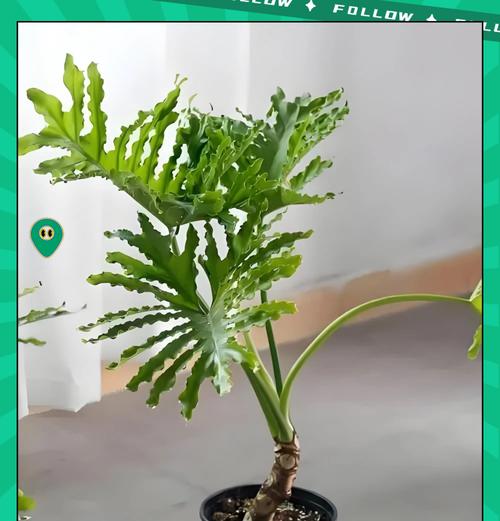 绿植的品种如何分类？绿植品种的养护要点是什么？