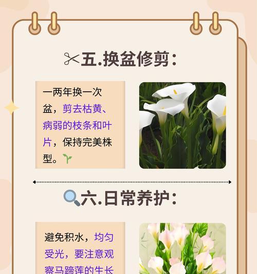 绿植的品种如何分类？绿植品种的养护要点是什么？