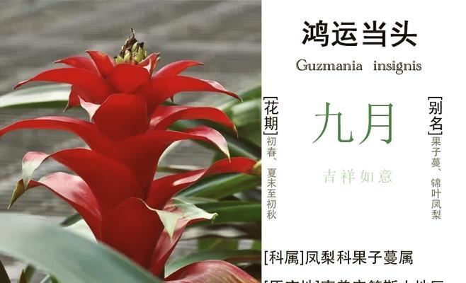 鸿运当头叶子卷曲的原因及处理方法？