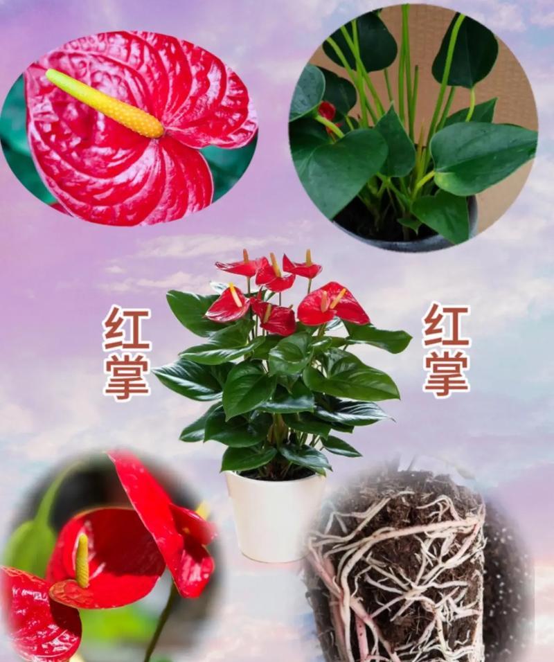 鸿运当头叶子卷曲的原因及处理方法？