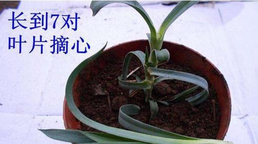 柠檬摘心的最佳时机是什么时候？摘心操作步骤详解？