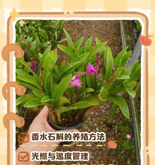 澳洲石斛兰浇水技巧是什么？