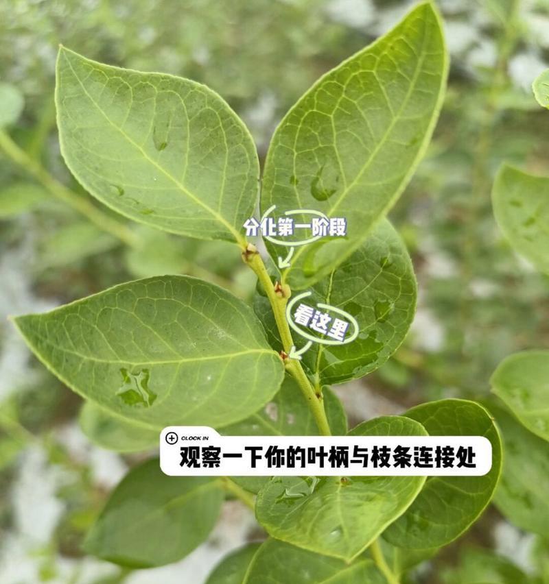 花芽的形成过程是怎样的？花芽对植物生长有何影响？
