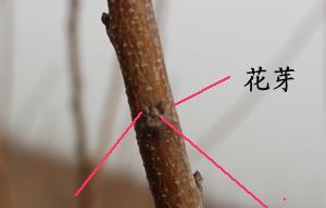 花芽的形成过程是怎样的？花芽对植物生长有何影响？