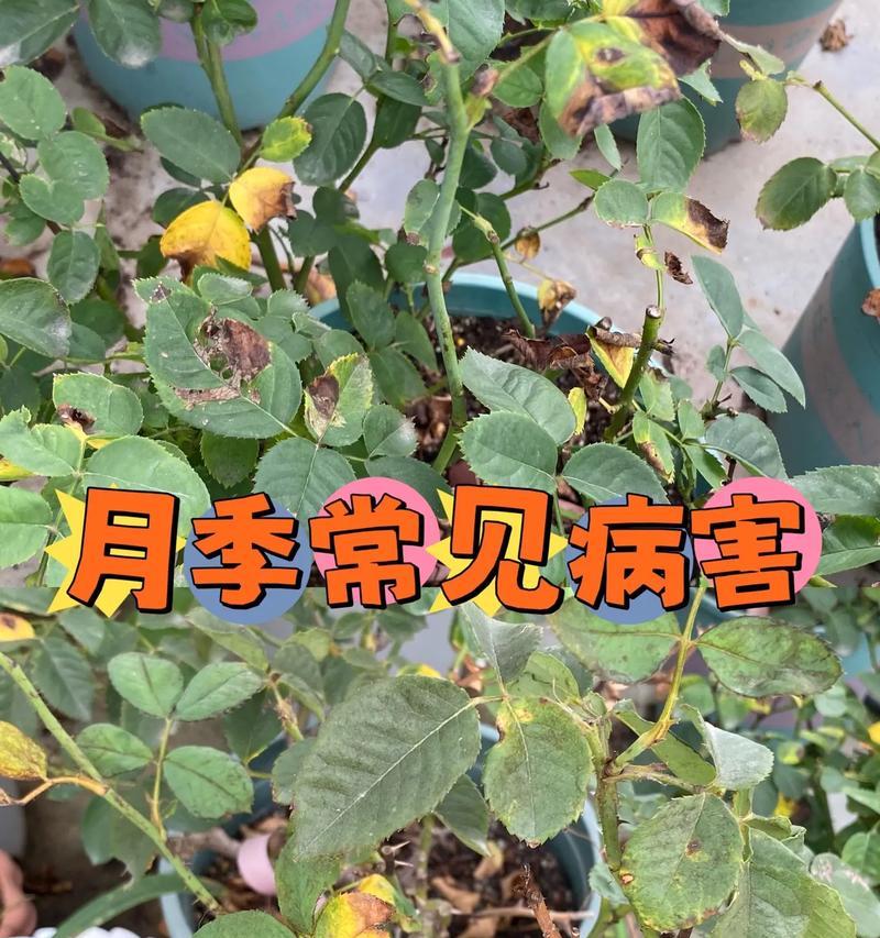 月季花的养殖技巧和常见问题解答？