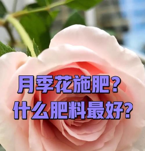月季花的养殖技巧和常见问题解答？