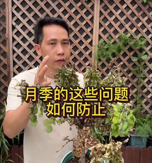 月季花的养殖技巧和常见问题解答？