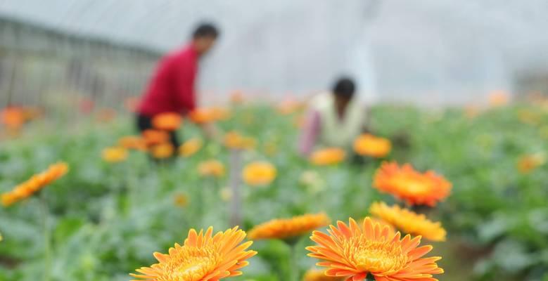 大棚扶郎花的养殖要点是什么？