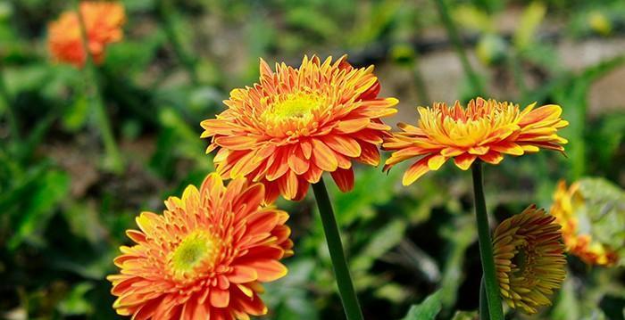 大棚扶郎花的养殖要点是什么？
