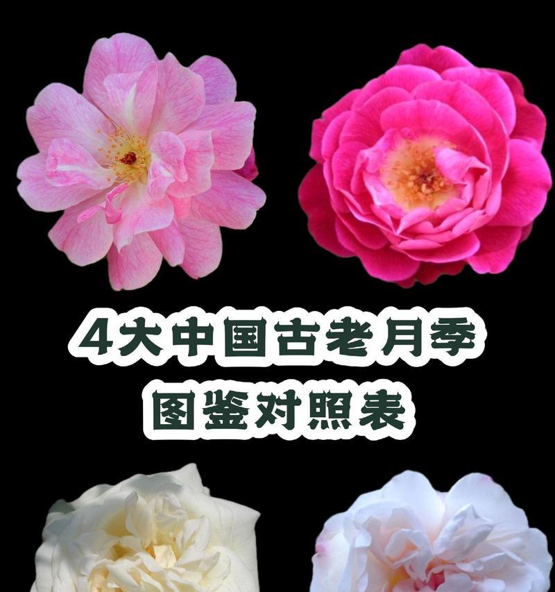 月季花好品种是什么？如何选择最耐寒的月季花？