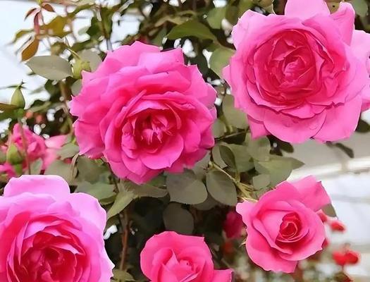 月季花好品种是什么？如何选择最耐寒的月季花？