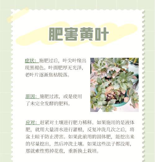栀子花叶子变黄？有效解决方法是什么？