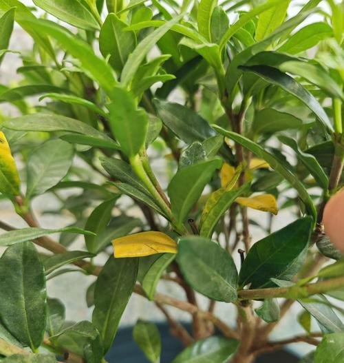 栀子花叶子变黄？有效解决方法是什么？