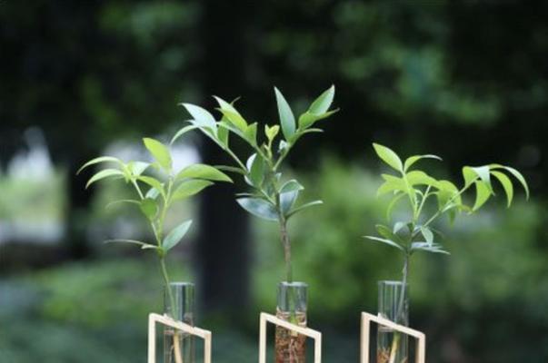 无土栽培花卉的方法是什么？无土种植花卉有哪些优势？