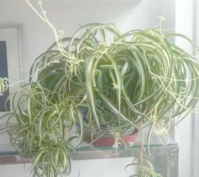 吊兰如何培养出更多枝条？