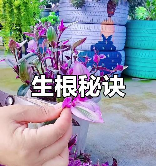 吊兰如何培养出更多枝条？