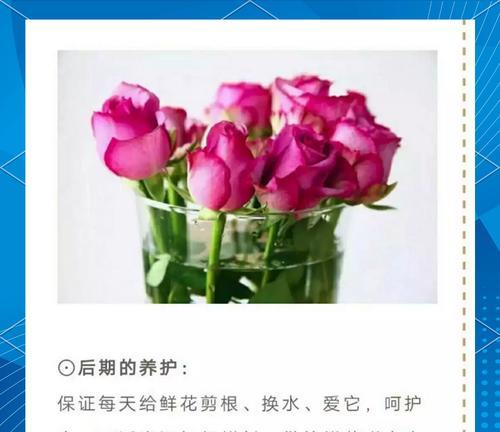 玫瑰花保鲜的秘诀是什么？