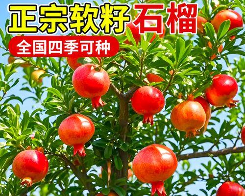盆栽石榴树种植步骤详解？如何确保石榴树结果？
