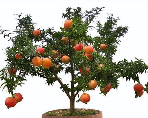 盆栽石榴树种植步骤详解？如何确保石榴树结果？
