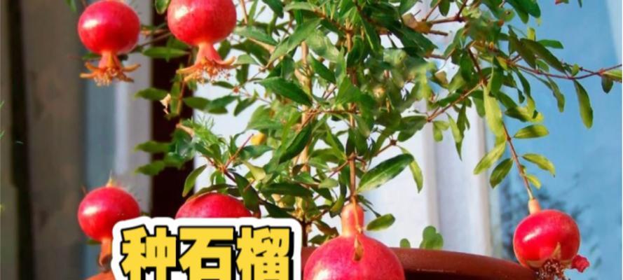 盆栽石榴树种植步骤详解？如何确保石榴树结果？