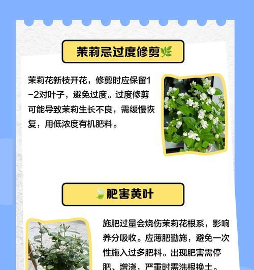 花叶边缘干枯是什么原因？如何处理？